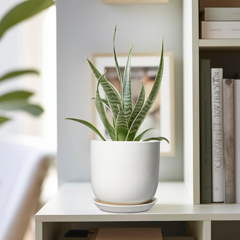 SUNPOTFOR Store Indoor Plant Pot 5 Inch - Round Ceramic Planter for Succulent Plants with Drainage Hole and Saucer, Modern Home Decor, White - Image 5